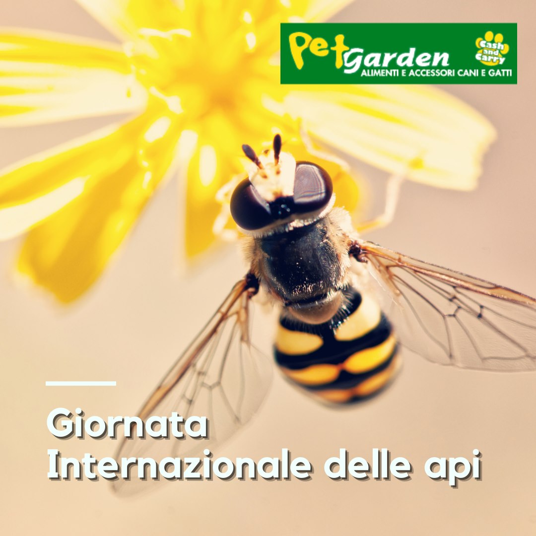 Giornata Internazionale delle Api